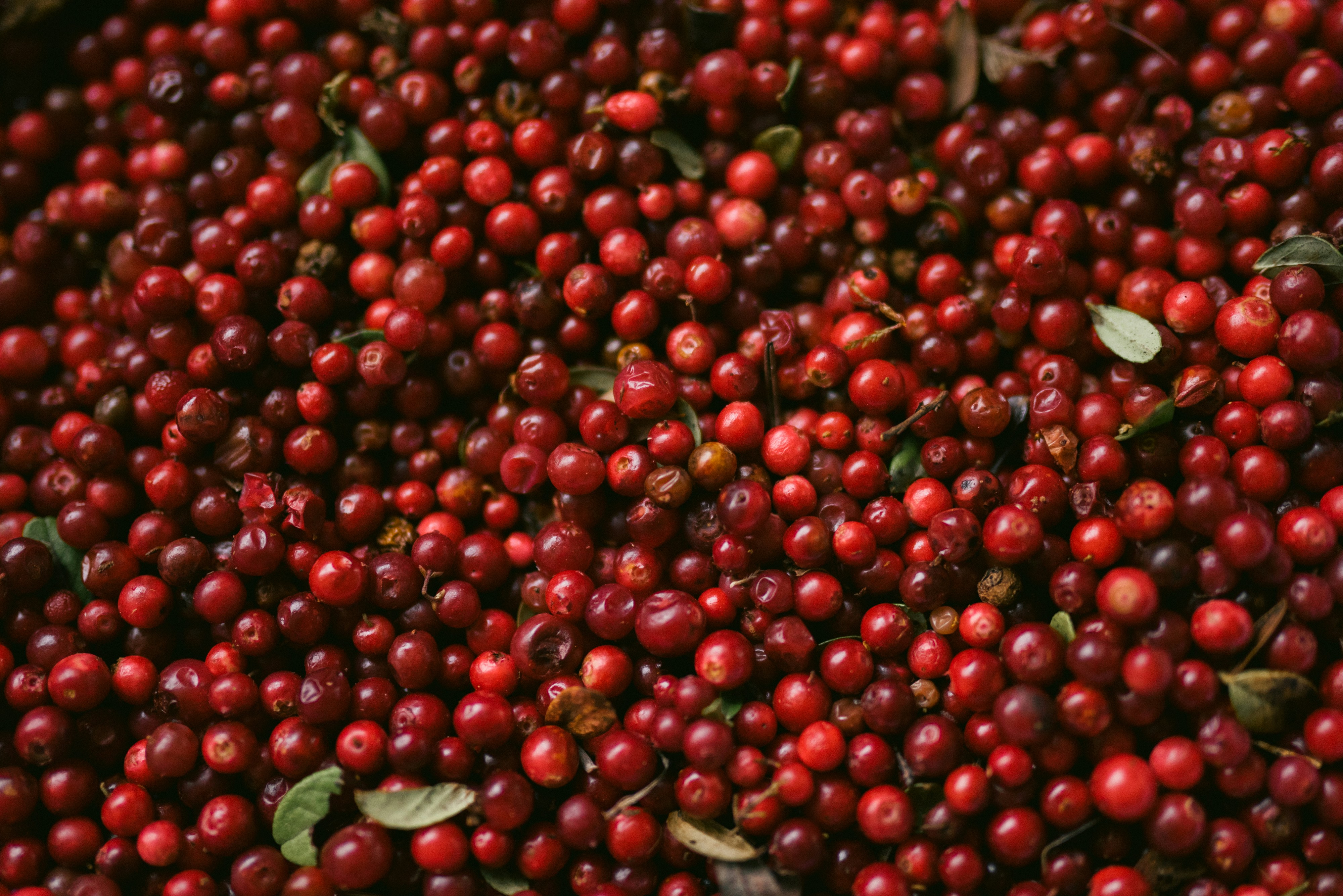 Cranberry