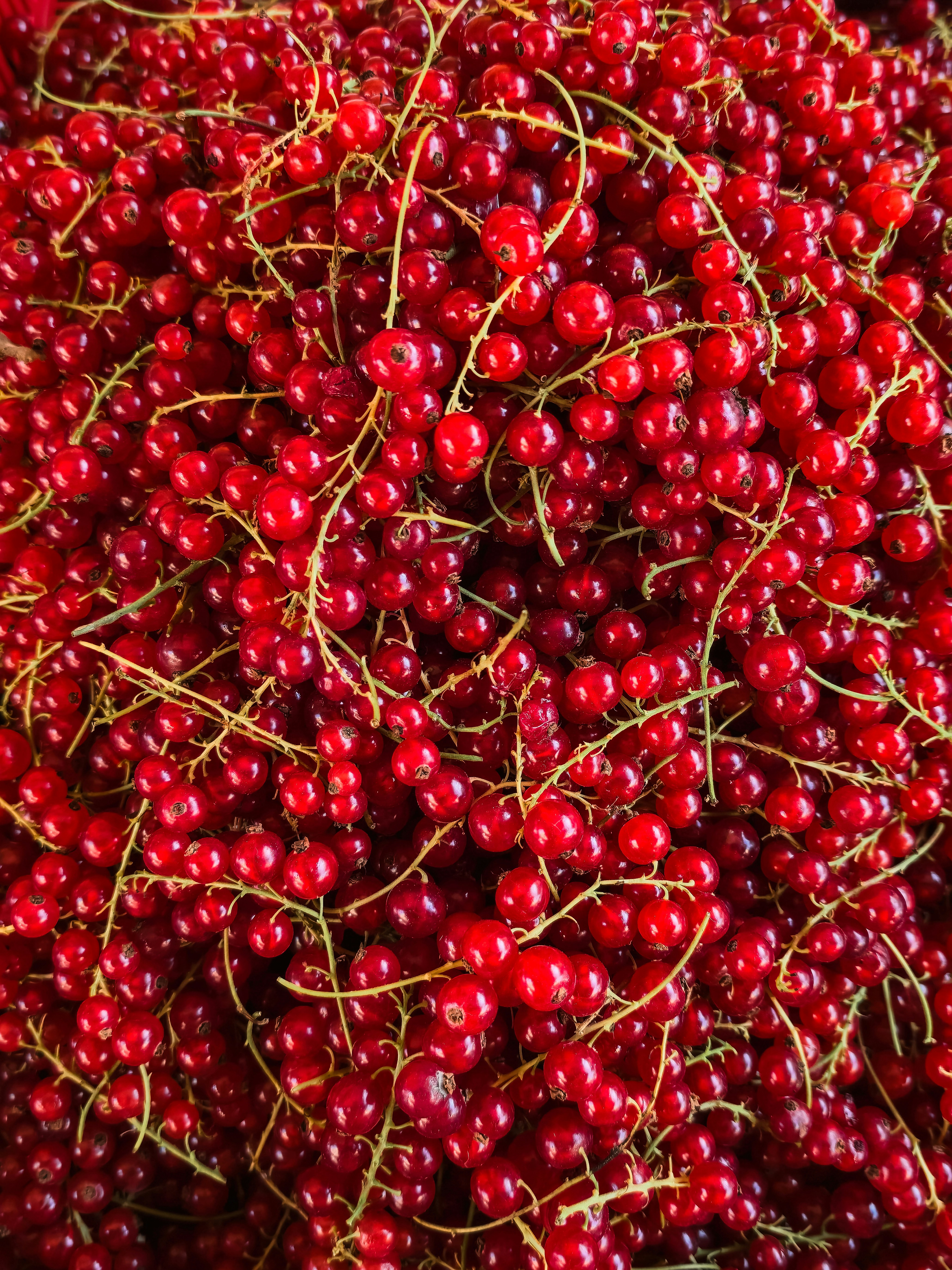 Redcurrant